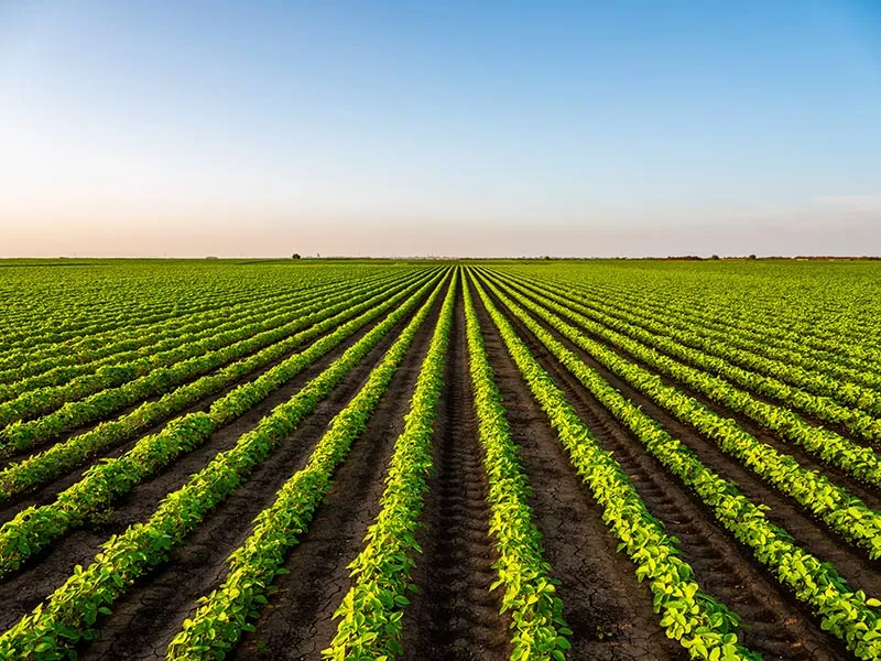 Linha Agrícola